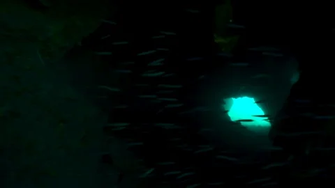 Tiny fish zoom by while swimming in an underwater cave system in the sea 스톡 동영상 126200074