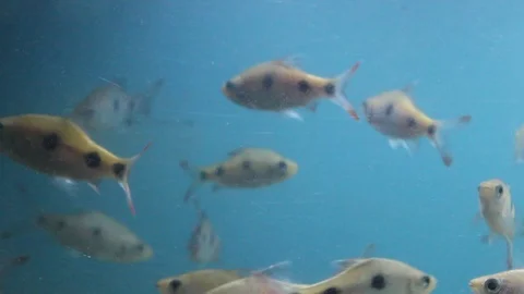Tiny Fishes in an Aquarium Stock Footage 103806476