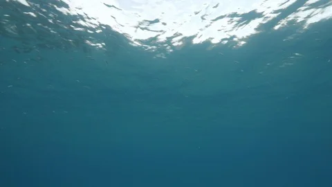 Tiny fishes just below the surface of the sea, Mediterranean sea,Italy Stock Footage 111707501