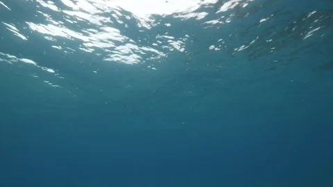 Tiny fishes just below the surface of the sea, Mediterranean sea,Italy Stock Footage 111721798