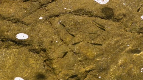 Tiny fishes on a rock under the surface 스톡 동영상 52707480