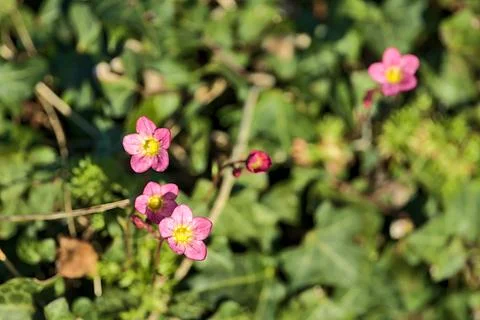 Tiny five petal pink geranium (Geranium maculatum) flowers with yellow centers Stock Photos