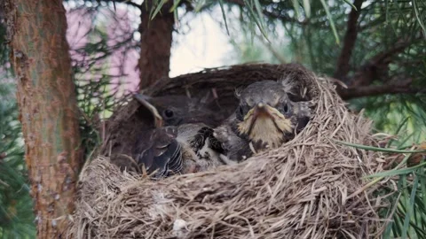 Tiny fledgling birds resting in nest on a pine tree Video stock 344033148