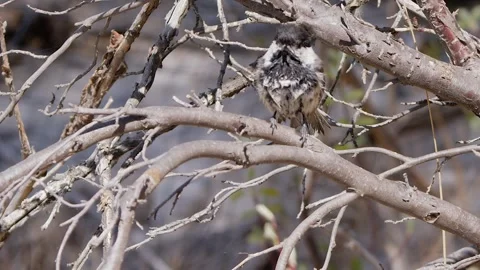 Tiny fledgling Chickadee bird moults from messy down to adult plumage Stock Footage 335984447