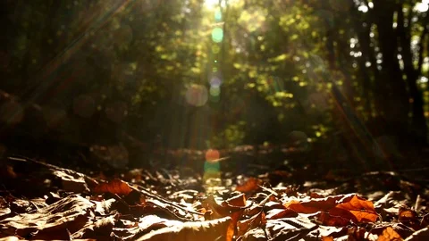 Tiny flies and bugs in forest Video stock 116551042