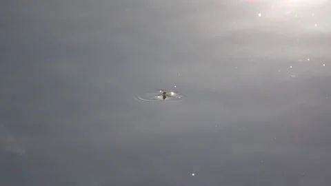 Tiny flies fly close to surface of sunlit lake with water striders in summer Stock Footage 313947904