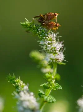 Tiny flies mating on flowers Stock Photos