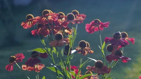 Tiny flies on orange asters flowers in the into the sun 스톡 동영상 98297357