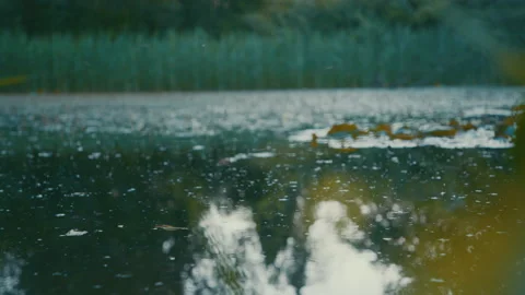 Tiny Flies Over Pond 스톡 동영상 132266398