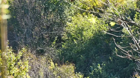 Tiny flies swarm on beautiful sunny October day Stock-Footage 42987516
