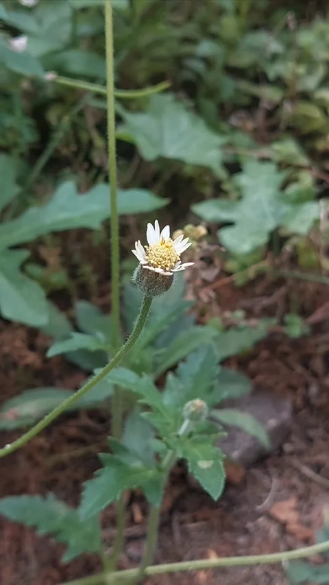 Tiny Flower, Afternoon Vertical Stock Footage 281418644