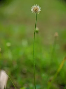 Tiny flower alone raw copy Foto stock