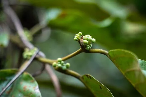 Tiny flower buds clustered at the tip of a green brown stem Stock Photos