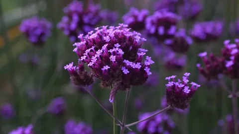 Tiny flower called Purpletop Vervain (vervena bonariensis) Stock Footage 317919087