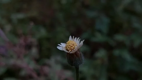 Tiny Flower, Darkened Ambient Stock Footage 279745233