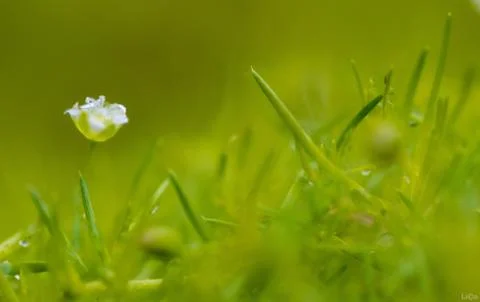 Tiny flower in the grass close up Stock Photos