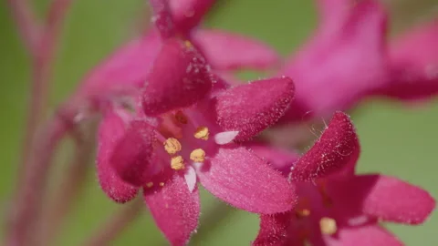 Tiny flower of Heuchera sanguinea 4K shallow DOF video Stock Footage 201184530