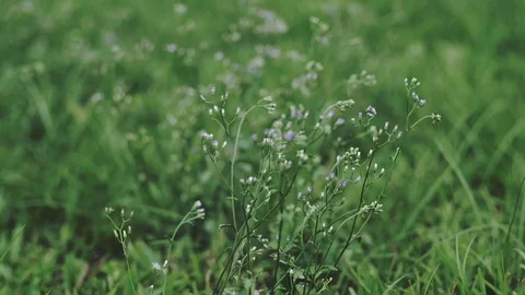 Tiny Flower in Meadow Blowing by Wind in Summer Day. Vintage Tone Grading Col 库存影片 106651403