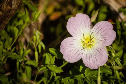 Tiny flower Stock Photos