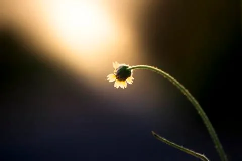 Tiny Flower. Stock Photos