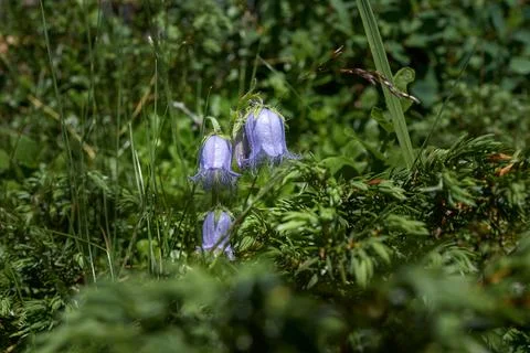 Tiny Flower Stock Photos