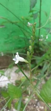 Tiny flower 스톡 사진