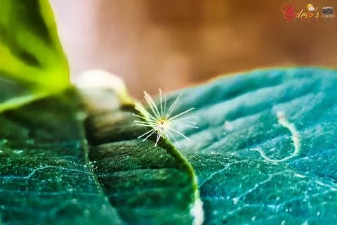 Tiny flower Stock Photos