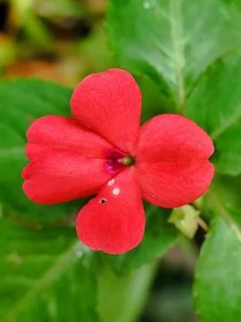 Tiny flower Stock Photos