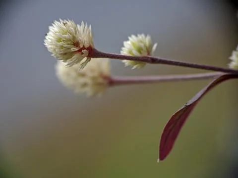 Tiny flower raw copy Stock Photos