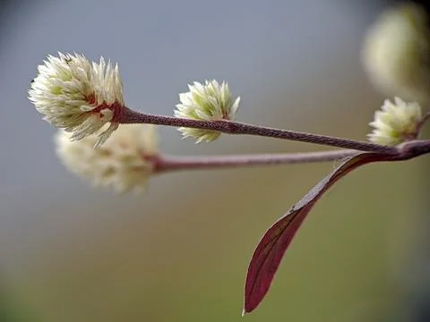 Tiny flower raw copy Stock Photos