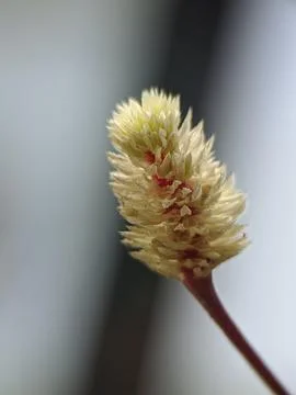 Tiny flower raw copy Stock Photos
