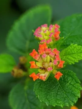 Tiny flower raw Stock Photos