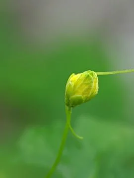 Tiny flower raw Foto stock