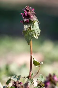 The tiny flower of Red nettle (Lamium purpureum) Stock Photos