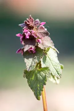 The tiny flower of Red nettle (Lamium purpureum) Stock Photos