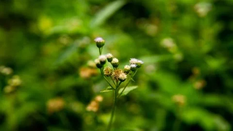 Tiny flower spore with green grass background in the forest. Stock Photos