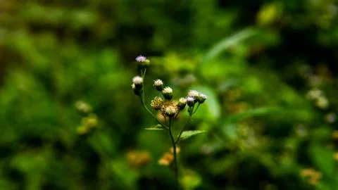 Tiny flower spore with green grass background in the forest. Stock Photos