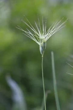 Tiny flower with thorns Stock Photos