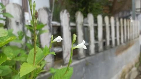 Tiny Flower White 스톡 사진