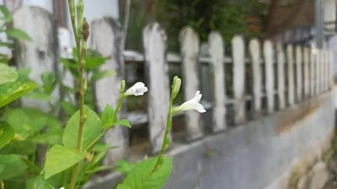 Tiny flower white 스톡 사진