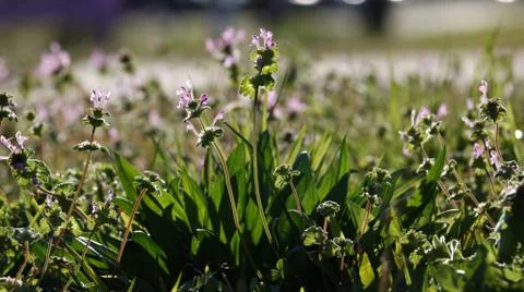 Tiny flowers above the grass in strong sunlight close-up Stock Photos