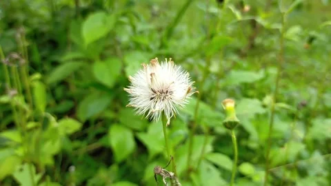 Tiny flowers are beautiful and charming. Video stock 219407765