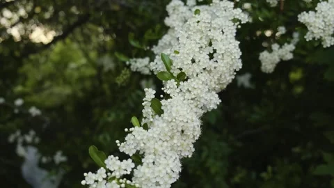 Tiny Flowers on a Branch Swaying in the Wind 動画素材 248595590
