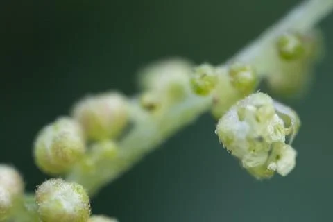 Tiny flowers cluster along a slender green stem Stock Photos