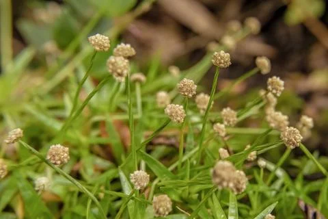 The tiny flowers of common bogbuttons plant 스톡 사진