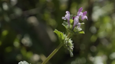 Tiny Flowers detail Stock Footage 305069152