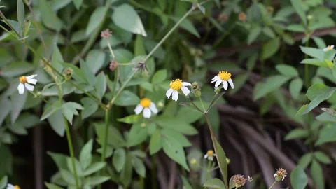 Tiny Flowers in Forest Video stock 237754625