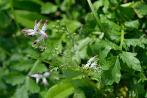 Tiny Flowers on the grass Stock Photos