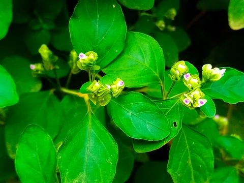 Tiny Flowers on Green Foliage Stock Photos