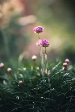 Tiny flowers growing in a garden. Stock Photos
